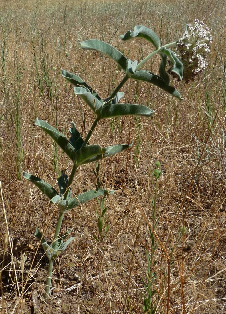 High Resolution Asclepias eriocarpa Plant